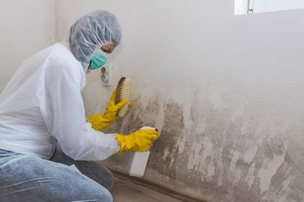 Best Office Mold Removal Services  in Chisholm, MN