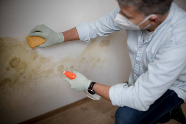 Best Attic Mold Removal  in Chisholm, MN