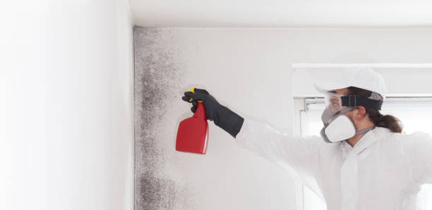 Best Certified Mold Removal  in Chisholm, MN