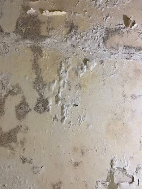 Best Local Mold Removal Service  in Chisholm, MN