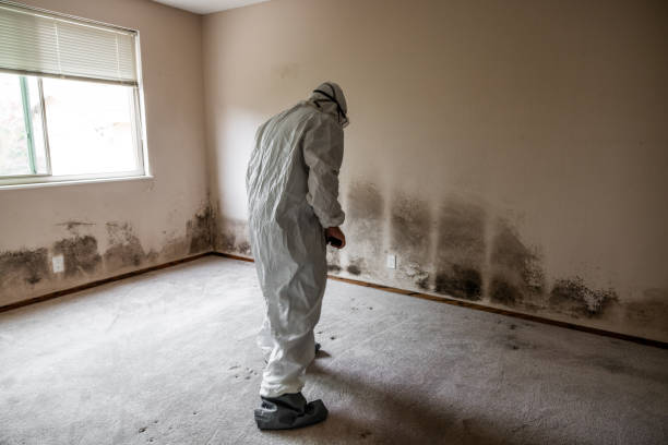 Best Black Mold Removal  in Chisholm, MN