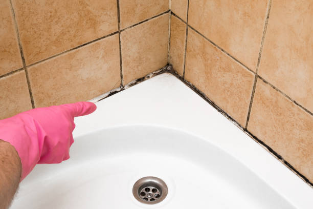 Best Emergency Mold Removal  in Chisholm, MN